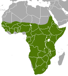Aardvark area.png