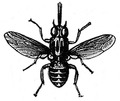 09 Mosca tsé-tsé (Livingstone).tif