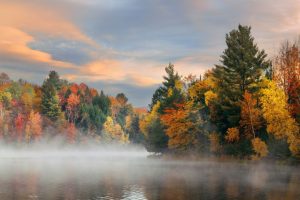 forest in the fall